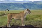 05 Lion Pose